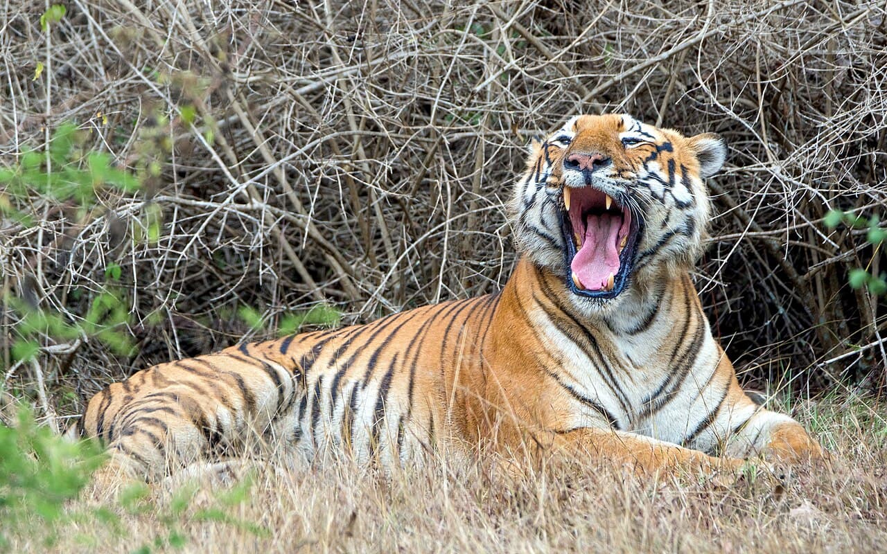 Bangalore to Bandipur Safari Planning
