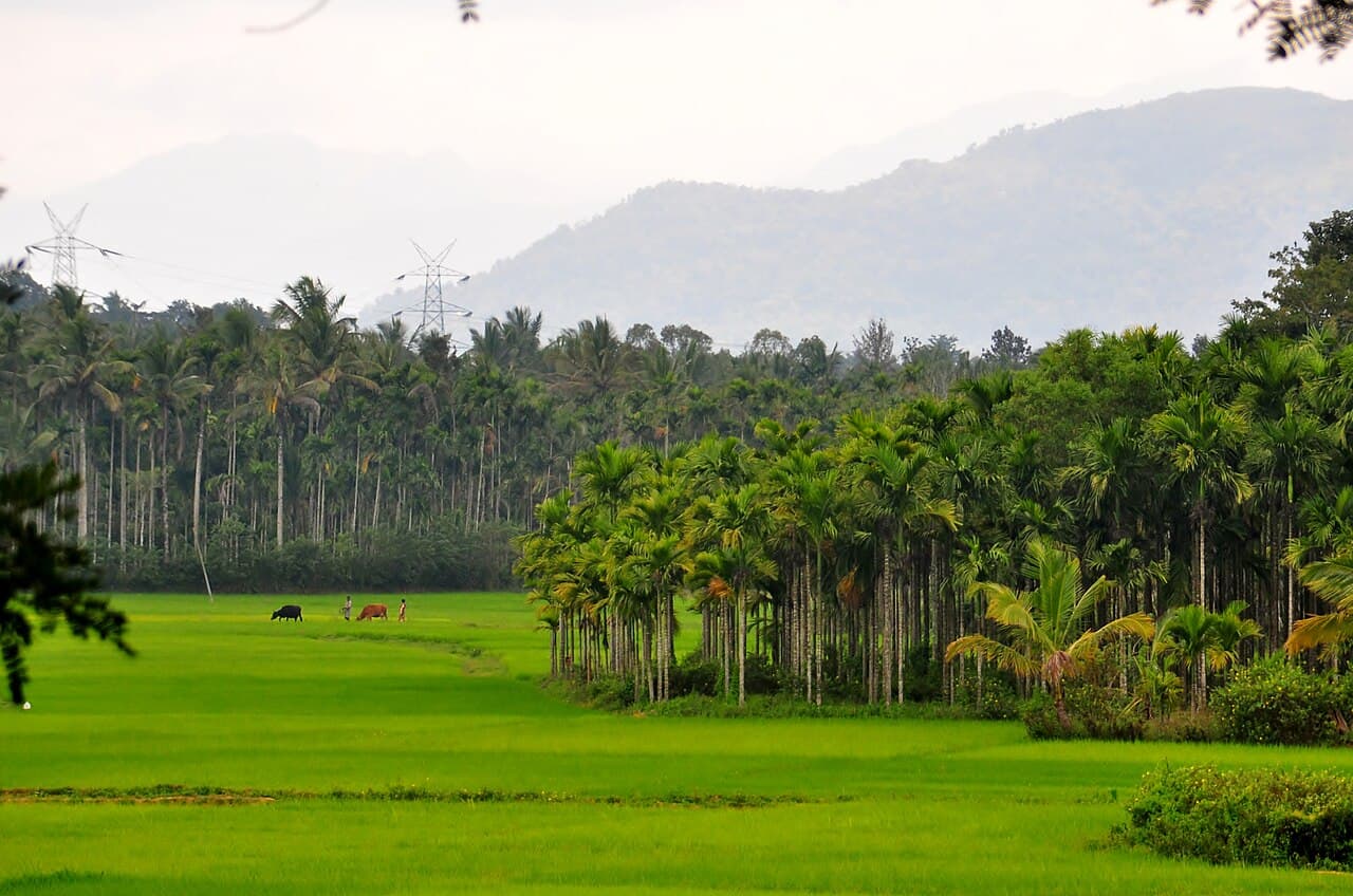 Places to Visit in Wayanad