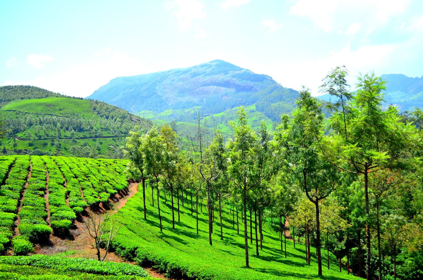 Bangalore to Munnar